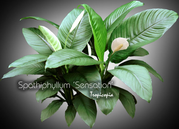 Spathiphyllum - Spathiphyllum Sensation - Lys de paix - Peace lily